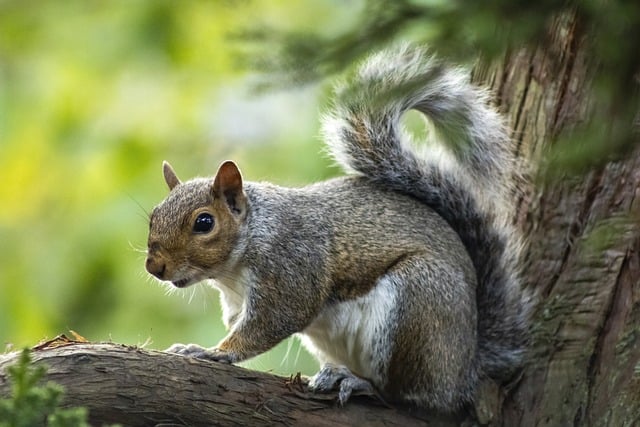 Economical Bulk Wild Bird Seed with Squirrel-Proof Feeders – Enhance Your Liverpool Garden!