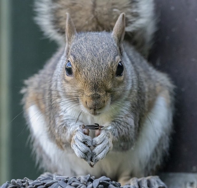 squirrel