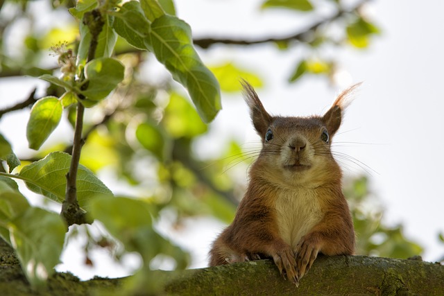 🐭 Enjoy Squirrel-Proof Birdwatching in Bristol – Save Your Seeds! 🐦