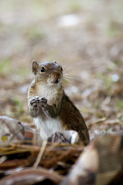 squirrel