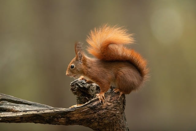 squirrel