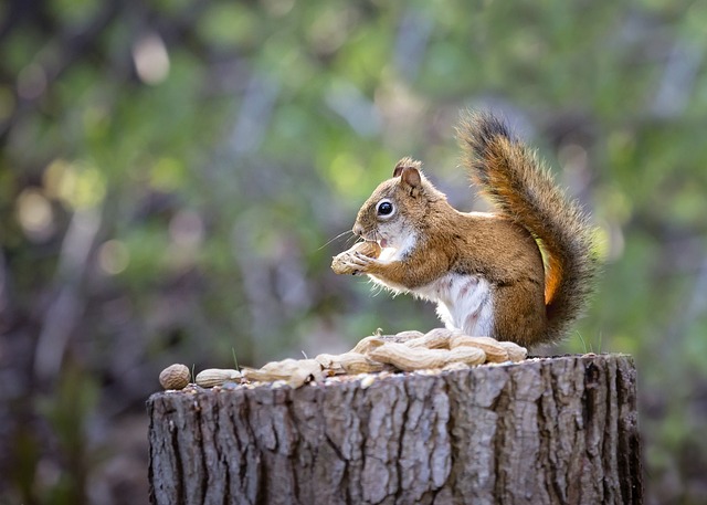 squirrel