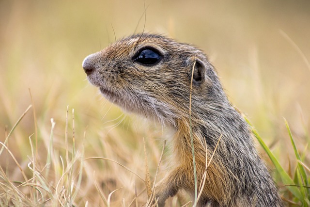 squirrel