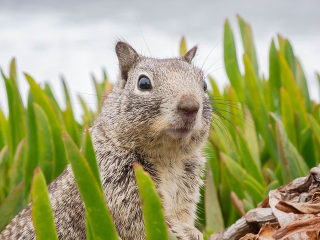 🦊🐦 Save Big on Bulk Squirrel-Proof Peanut Feeders in Manchester!