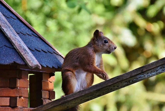 squirrel