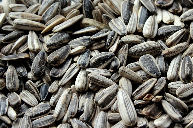 Stock Up on Premium Sunflower Hearts 25kg at the Best Price in Bristol for Your Garden Oasis!