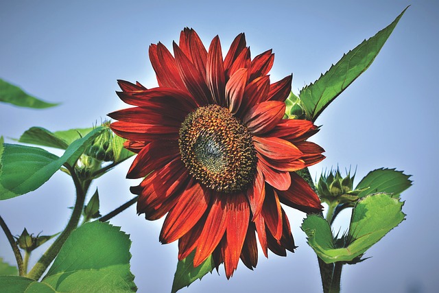 sunflower