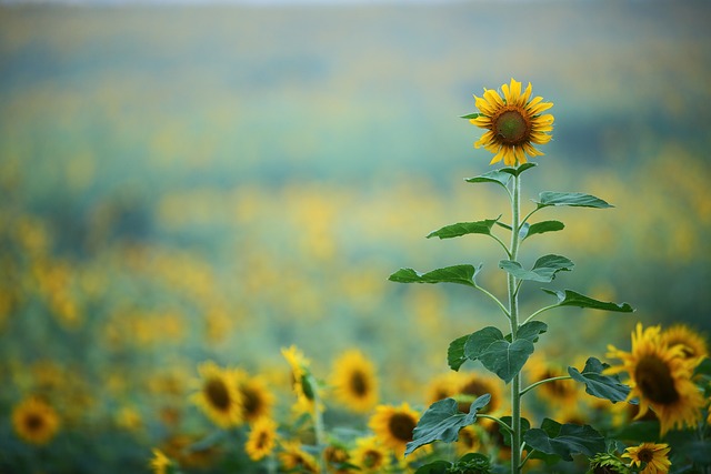 🐦 Save & Attract More Birds with Premium Sunflower Seeds in Manchester!