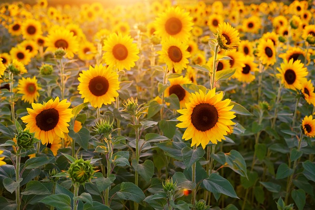 sunflower