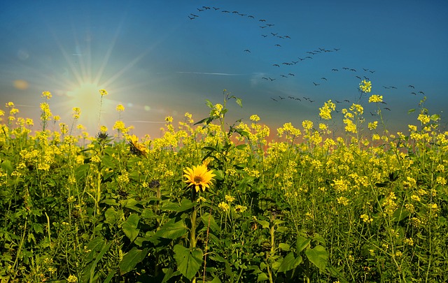 sunflower