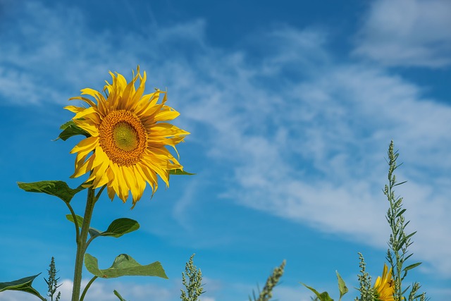 🐦 Save on Premium Sunflower Seeds in Liverpool – Enrich Your Garden and Attract Abundant Wildlife! 🌞🍻