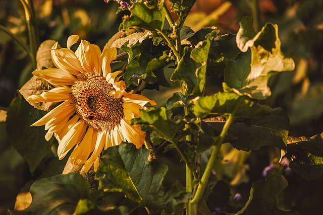 sunflower