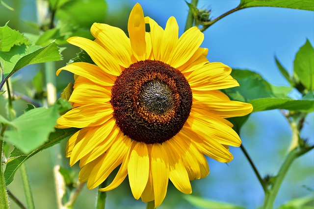 sunflower