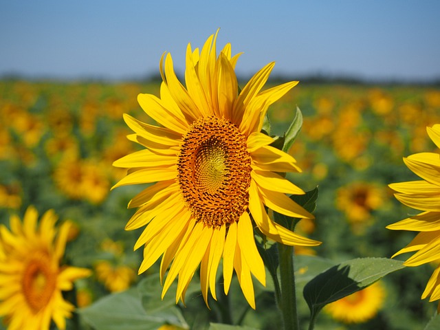 sunflower