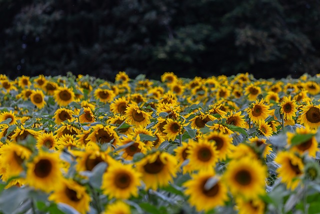 Enhance Your Bristol Bird Feeding with Premium Dried Mealworms – Save & Attract More Species!