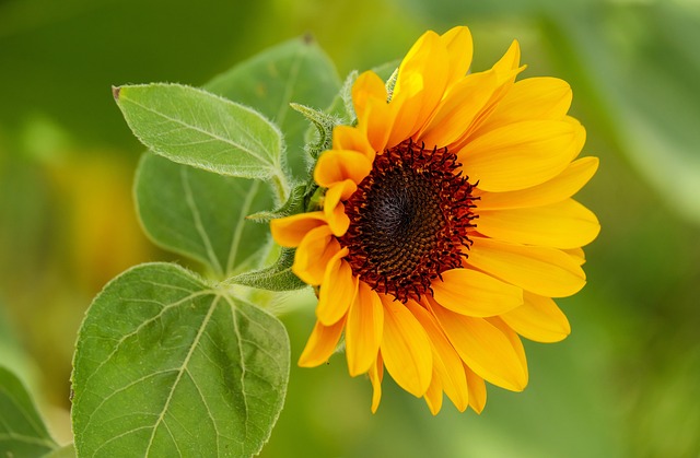 🐦 Save Big on Sunflower Seeds While Enhancing Your Birdwatching with Rust-Resistant Guardian Feeders!