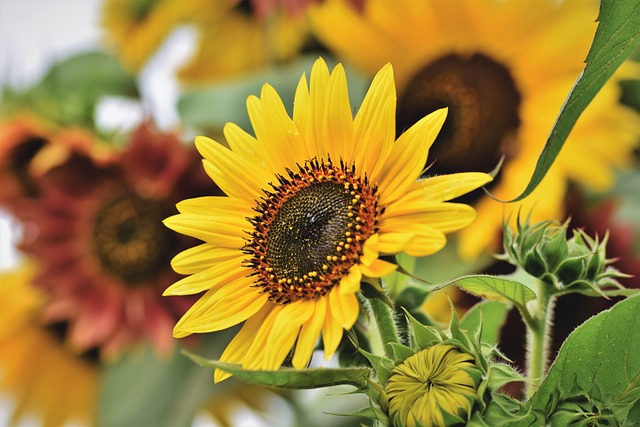 sunflower