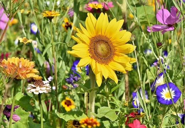 🐭 Enhance Your Manchester Garden’s Charm with Squirrel-Proof Bird Feeders – Sunflower Seeds Included at a Great Value!