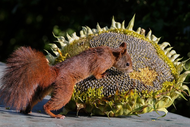 Attract More Wild Birds with Premium Sunflower Seeds in Sheffield – Bulk Savings on Nature’s Feast!