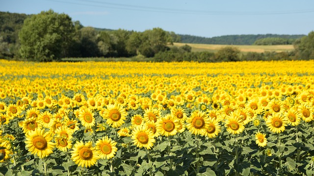 Enhance Your Bird Feeding with Sheffield’s Sunflower Seeds & Premium Dried Mealworms – Save Space & Attract More Wildlife!