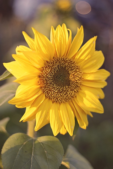 sunflower