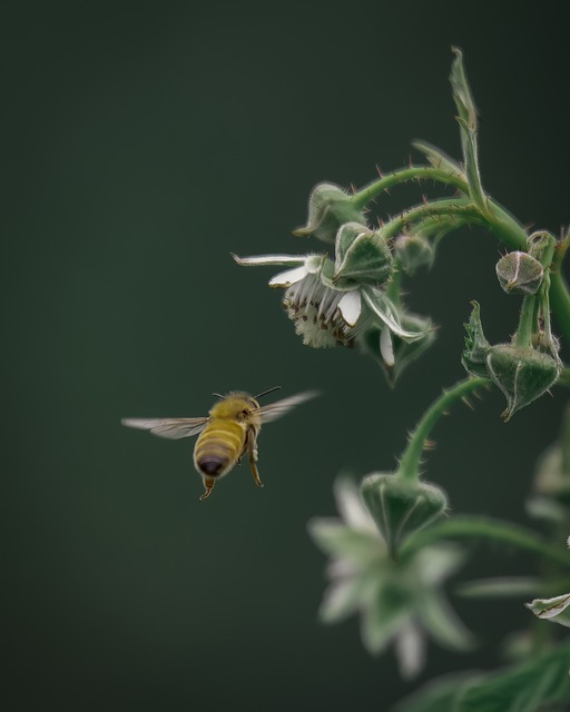 Nourish Leicester’s Birds with High-Calcium Sunflower Seeds – Save on Wildlife Feeding!