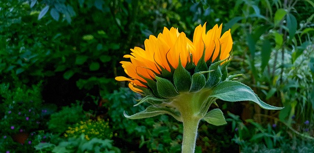 sunflower
