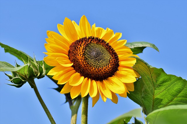 sunflower