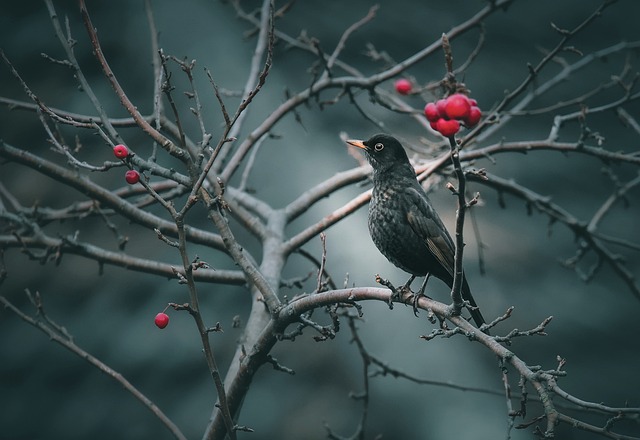 Wild Bird