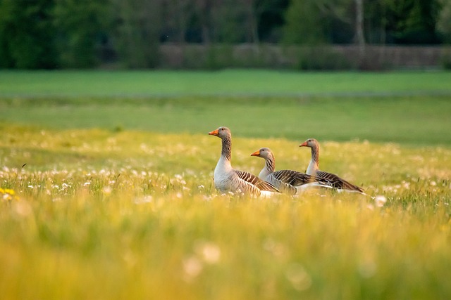 wild-bird-640x480-12237598.jpeg