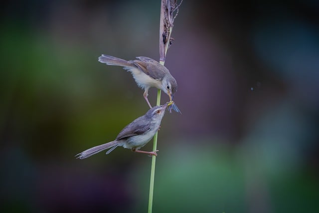 Wild Bird