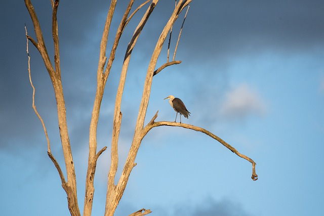 Wild Bird