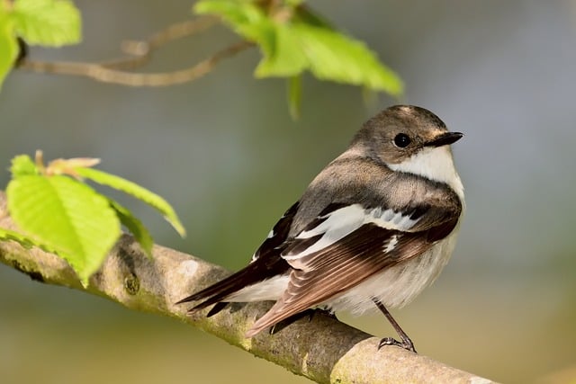 Wild Bird