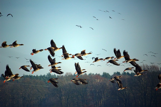 Wild Bird