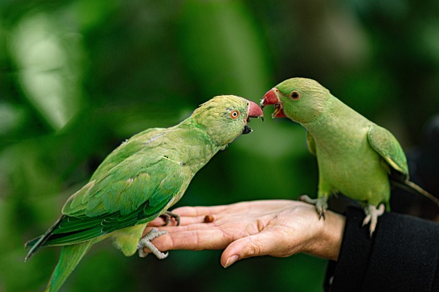 Wild Bird
