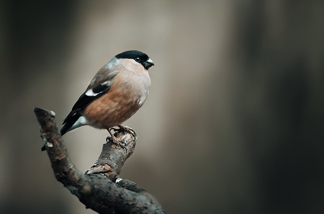 Wild Bird