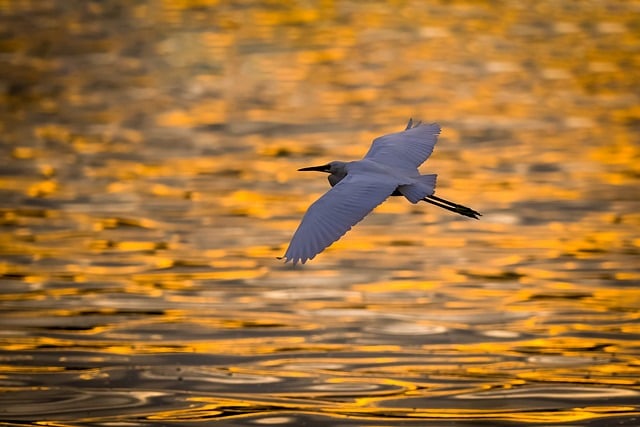 Wild Bird