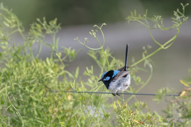 Wild Bird