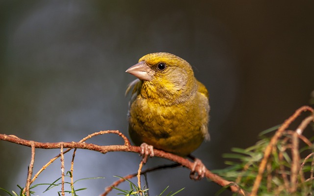 Wild Bird