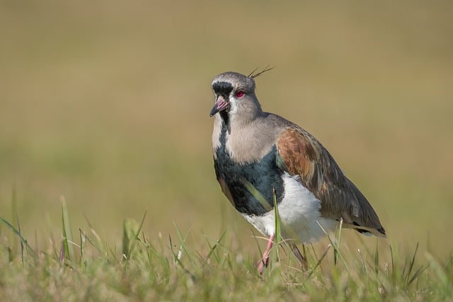 🦜 Save Big on Top-Quality Bulk Peanuts & Sunflower Hearts for Birds in Birmingham!