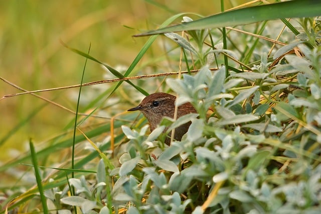 Wild Bird