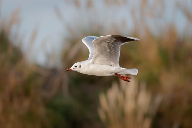 Wild Bird