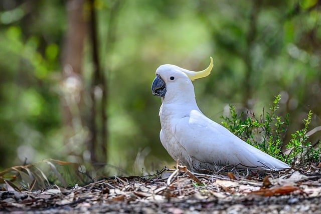 Wild Bird