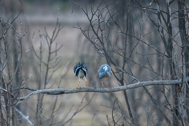 Wild Bird