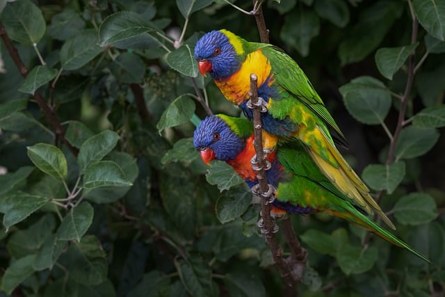Wild Bird