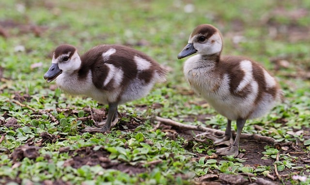 Wild Bird