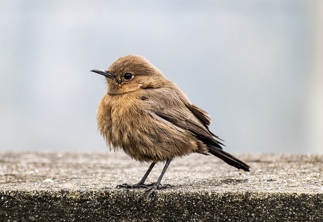 Wild Bird
