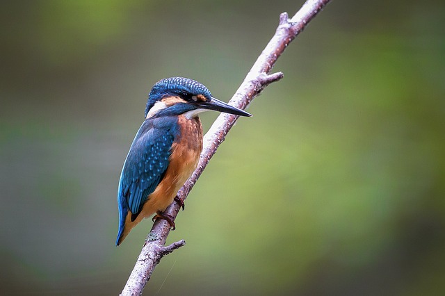 wild-bird-640x480-3357196.jpeg