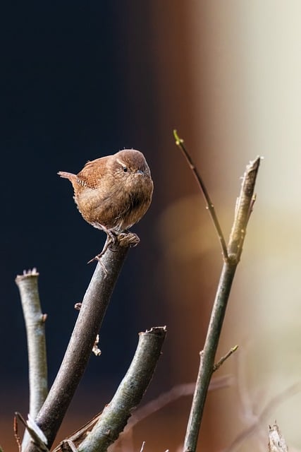 Wild Bird