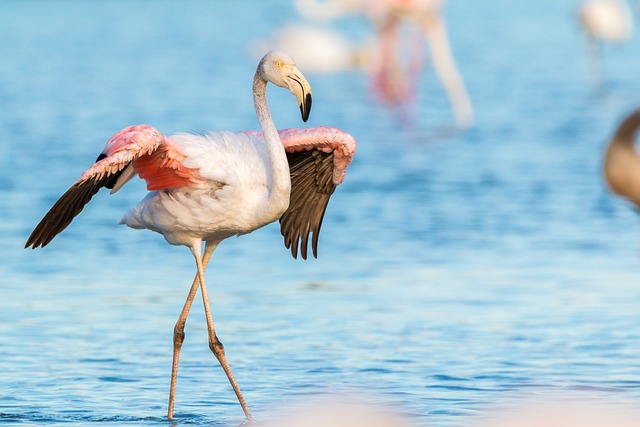 Wild Bird